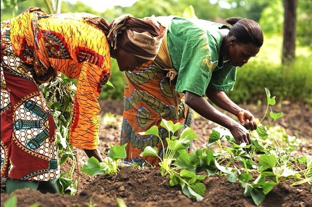 Feeding Communities, Growing Futures